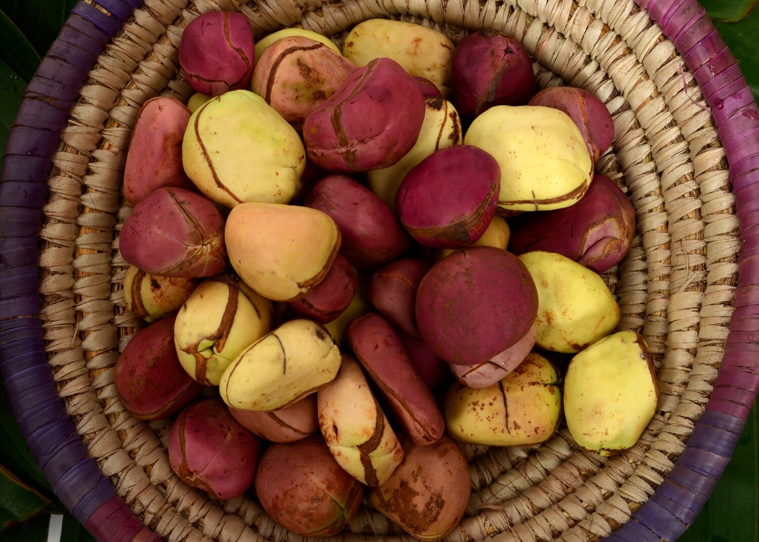 Why kolanut is celebrated, venerated in Igboland